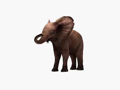 Baby Elephant Standing with Curled Trunk and Large Brown Ears Isolated on White Background 3d model
