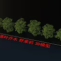 Deciduous Wild Jasmine Trees 3D Models in a Row with Lush Green Foliage 3d model
