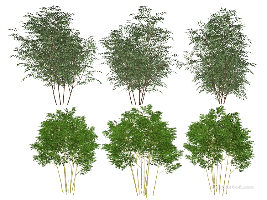 Different Bamboo Plant Varieties With Green Foliage And Multiple Stalks Arranged In Rows 3d model 