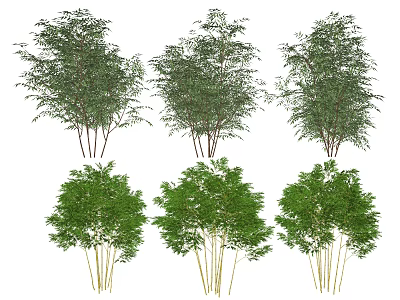 Different Bamboo Plant Varieties With Green Foliage And Multiple Stalks Arranged In Rows 3d model