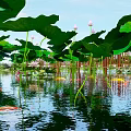Serene Garden Water Feature With Koi Fish Floating Lotus Leaves And Flowers