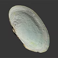 Marine Animal Clam Shell With Iridescent Blue Green Smooth Surface