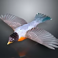 Flying Bird with Black Head Orange Chest Gray Wings and Blue Tail against Dark Background