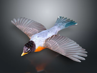 Flying Bird with Black Head Orange Chest Gray Wings and Blue Tail against Dark Background 3d model
