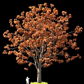 Orange Leaf Tree With Lush Autumn Foliage Against Black Background