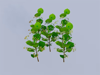 Several Green Plants With Round Leaves And Small White Flowers Arranged Together 3d model