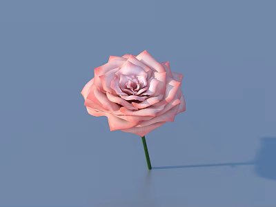 Beautiful Pink Rose With Delicate Petals And Green Stem On Blue Background 3d model