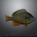 Vibrant Multicolored Tropical Fish With Shiny Scales Bright Fins And Colorful Patterns