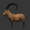 Detailed Brown Ibex Model With Large Curved Horns Standing On Neutral Gray Background