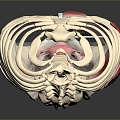 skeleton human skeleton human body organ human body tissue human body structure human anatomy 3d model