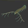 Brown Segmented Body Creature With Long Appendages 3D Model Scientific Illustration on Gray Background 3d model