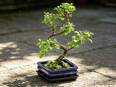 Beautiful Bonsai Plant with Curved Branches Green Leaves in Blue Square Pot on Black Tray 3d model