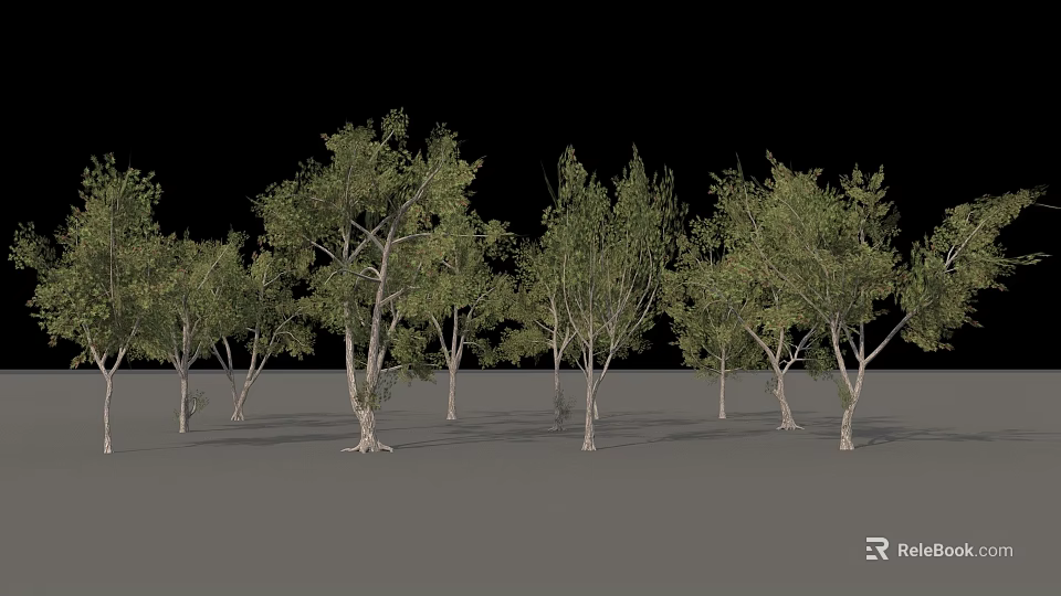 Row of Arbor Trees with Green Leaves and White Trunks in Landscape 3d model 