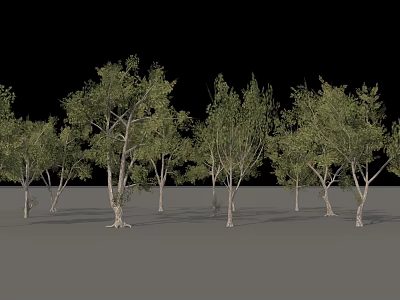 Row of Arbor Trees with Green Leaves and White Trunks in Landscape 3d model