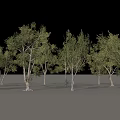 Row of Arbor Trees with Green Leaves and White Trunks in Landscape