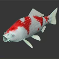 Vibrant White and Red Koi Fish with Distinctive Color Patterns and Markings