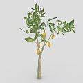 Healthy Lemon Tree With Green Leaves And Yellow Fruits On Slender Trunk