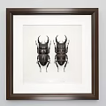 Flying Animals Stag Beetles With Large Mandibles And Shiny Exoskeleton Detailed