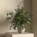 Bonsai Plant With Lush Green Foliage In White Ceramic Pot On Wooden Shelf