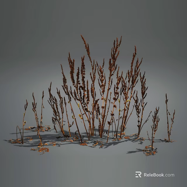 Dried Herbaceous Plants With Brown Yellow Slender Branched Stems In Natural Growth On Gray Background 3d model 