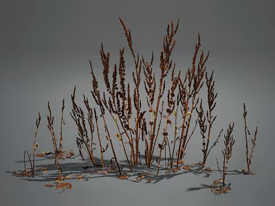Dried Herbaceous Plants With Brown Yellow Slender Branched Stems In Natural Growth On Gray Background 3d model