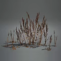 Dried Herbaceous Plants With Brown Yellow Slender Branched Stems In Natural Growth On Gray Background