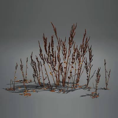 Dried Herbaceous Plants With Brown Yellow Slender Branched Stems In Natural Growth On Gray Background 3d model