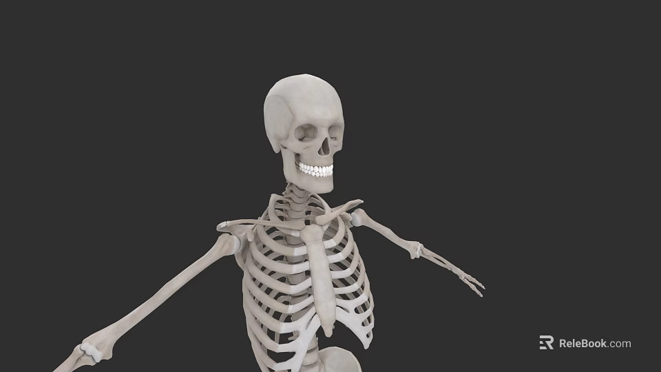 Human Skeletal Organ System With Anatomical Bone Structure And Framework 3d model 