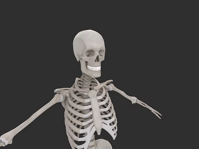 Human Skeletal Organ System With Anatomical Bone Structure And Framework 3d model
