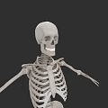Human Skeletal Organ System With Anatomical Bone Structure And Framework 3d model