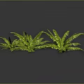 Lush Green Ferns with Feathery Leaves Growing Against Dark Background