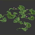 Green Trailing Vine Plant with Large Leaves and Purple Flowers Growing on Dark Background
