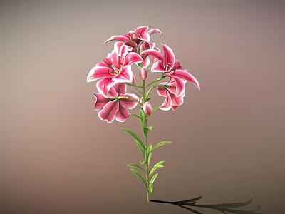 Pink Lilies With Blooming Flowers Buds Green Stems And Leaves On Soft Gradient Background 3d model