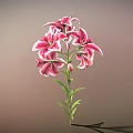 Pink Lilies With Blooming Flowers Buds Green Stems And Leaves On Soft Gradient Background