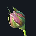 Beautiful Pink Rose Bud With Green Leaves On Green Stem Against Black Background