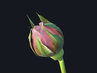 Beautiful Pink Rose Bud With Green Leaves On Green Stem Against Black Background 3d model