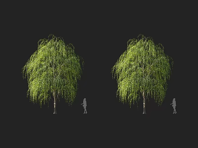 Willow Trees With Hanging Green Branches And Silhouette Figure Against Dark Background 3d model