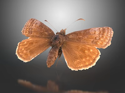 Brown Butterfly Showing Spread Wings On Gray Gradient Background With Reflection 3d model