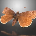 Brown Butterfly Showing Spread Wings On Gray Gradient Background With Reflection 3d model