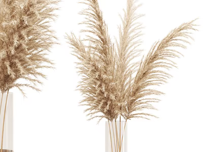 Minimalist Transparent Vase with Natural Pampas Grass Dried Flowers on White Background 3d model