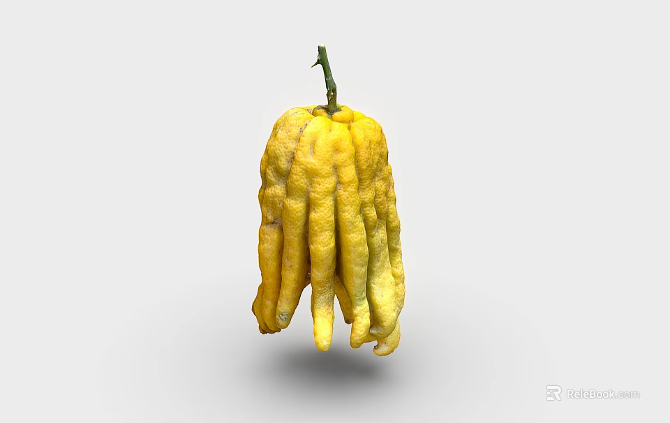 Fresh Yellow Buddha's Hand Vegetable With Finger Like Shape And Green Stem 3d model 