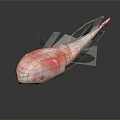 Transparent Marine Creature With Red Body Accents And Slender Tail Structure
