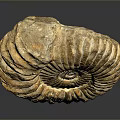 Chi chrysanthemum stone ancient fossil stone chrysanthemum fossil items 3d model