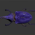 Purple and Pink Beetle With Large Horn 3D Rendered on Black Background
