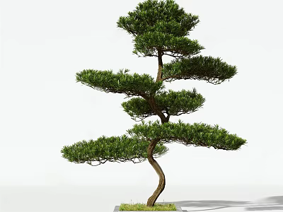 Bonsai Pine Tree With Curved Trunk Layered Branches Lush Foliage Green Grass Base White Background 3d model