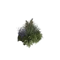 Lush Green Ferns And Purple Ornamental Grasses In Natural Garden