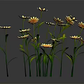 Blooming Yellow Daisies with Green Stems and Leaves on Dark Background