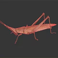 Grasshopper with Brown Body and Long Legs on Dark Reflective Surface 3d model