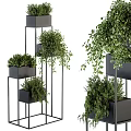 Layered Potted Green Plants In Black Pots On Metal Stands With Various Heights