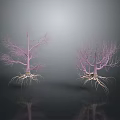 Two Pink Trees With Exposed Roots Branches And Reflections On Gray Background